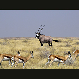 Etosha - Springboks and oryx