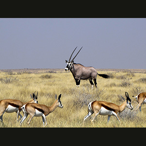 Etosha - Springboks e orice