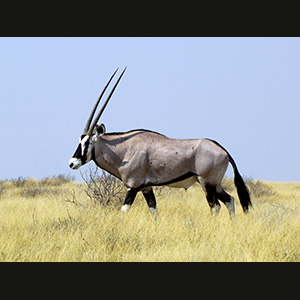 Etosha - Oryx
