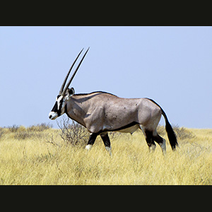 Etosha - Orice