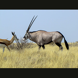 Etosha - Springboks e orice