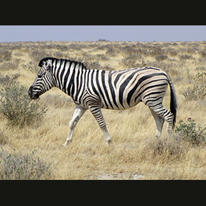 Etosha - Zebra