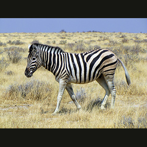 Etosha - Zebra