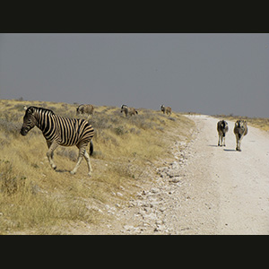 Etosha - Zebre