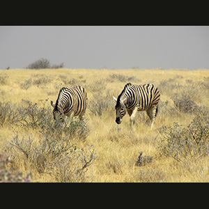 Etosha - Zebre