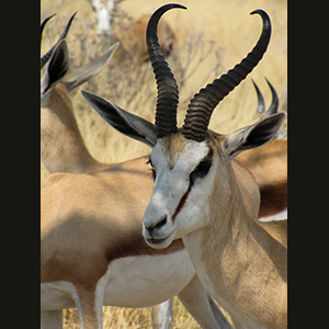 Etosha - Springboks