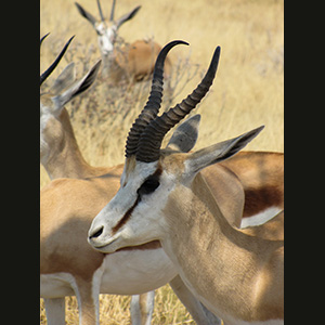 Etosha - Springboks