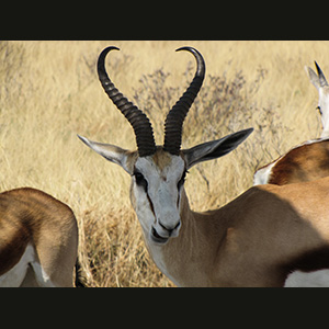 Etosha - Springboks