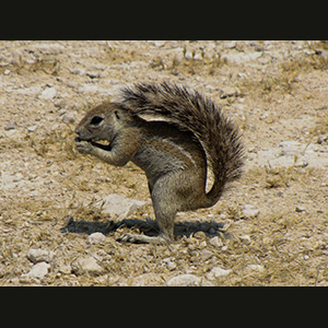 Etosha - Scoiattolo