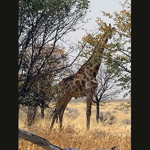 Etosha - Zebra