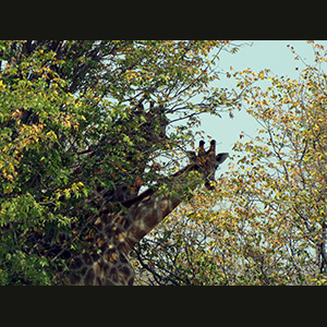 Etosha - Zebre