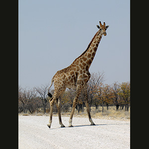 Etosha - Zebra