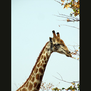 Etosha - Zebra