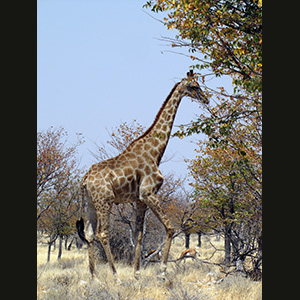 Etosha - Zebra