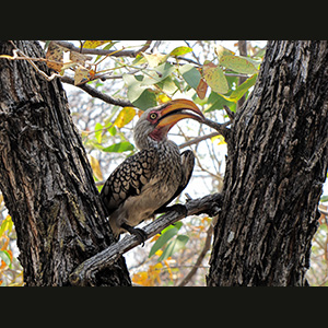 Etosha