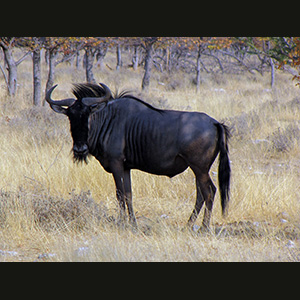 Etosha - Gnu