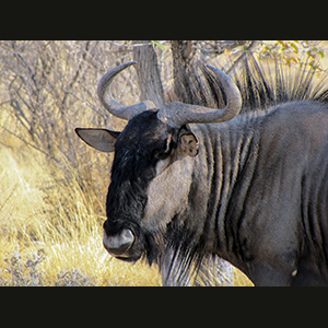 Etosha - Gnu