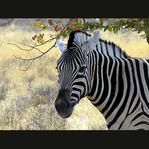 Etosha - Zebra