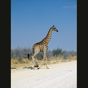 Etosha - Giraffa