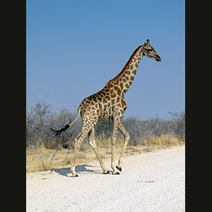 Etosha - Giraffa