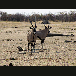 Etosha - Orici