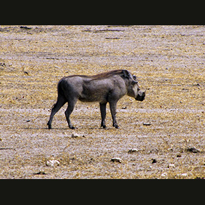 Etosha - Cinghiale