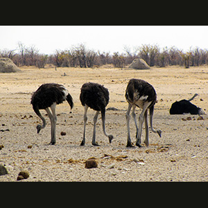 Etosha - Struzzi