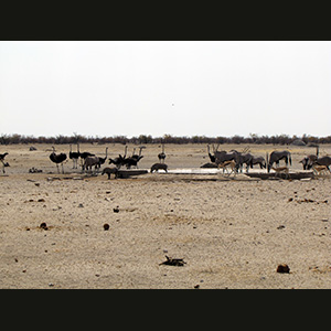 Etosha