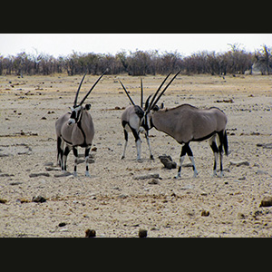 Etosha - Orici