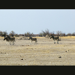 Etosha - Zebre