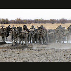 Etosha - Zebre