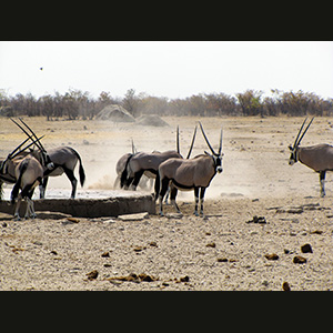 Etosha - Orici