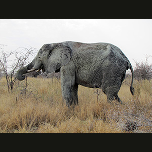 Etosha - Elefante