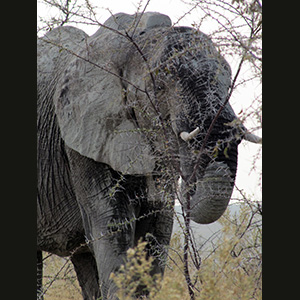 Etosha - Elefante