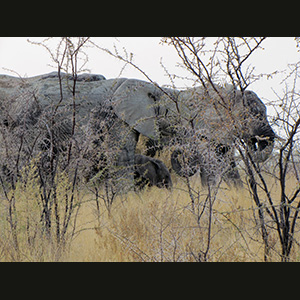 Etosha - Elefanti