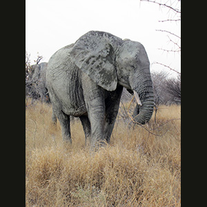 Etosha - Elefante