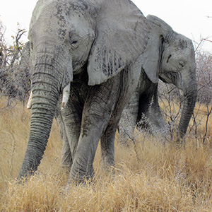 Etosha - Elefanti