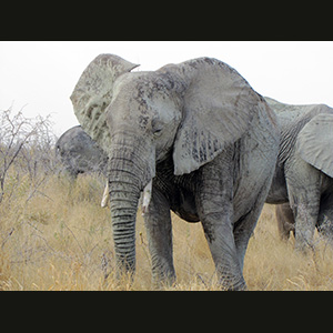 Etosha - Elefante