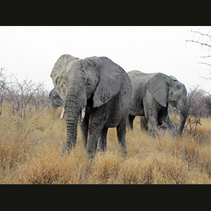 Etosha - Elefanti