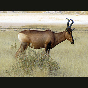 Etosha - Alcelafo