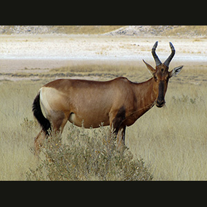 Etosha - Alcelafo