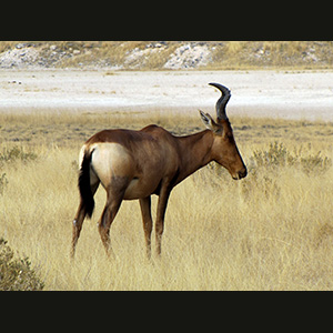 Etosha - Alcelafo