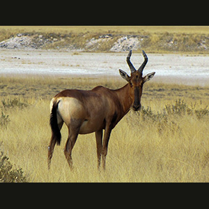 Etosha - Alcelafo