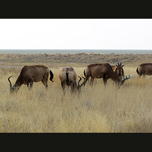 Etosha - Alcelafi