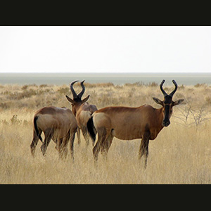 Etosha - Alcelafi