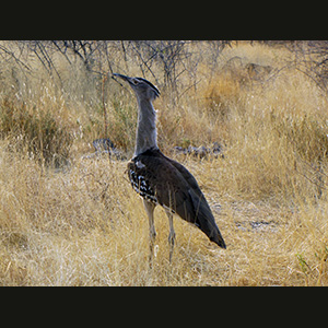 Etosha