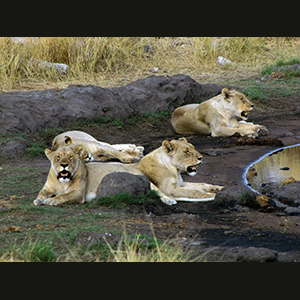 Etosha - Leonesse