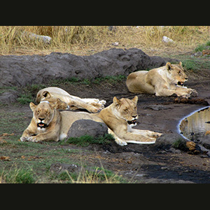 Etosha - Leonesse