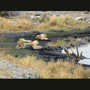 Etosha - Leonesse