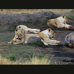 Etosha - Leonesse